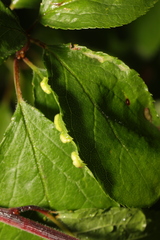 Eriophyes similis