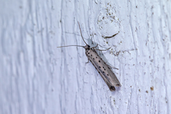 Yponomeuta sedellus