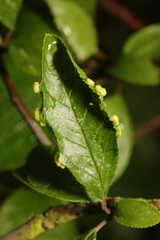 Eriophyes similis
