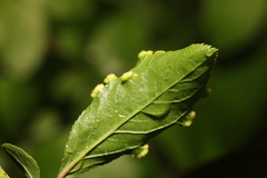 Eriophyes similis