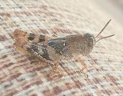 Calliptamus italicus