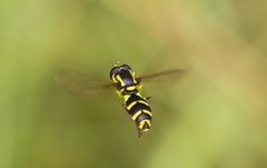 Xanthogramma pedissequum