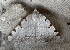 Macaria coortaria