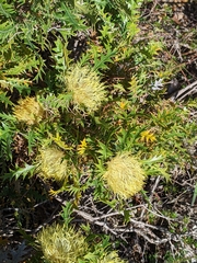 Banksia armata armata