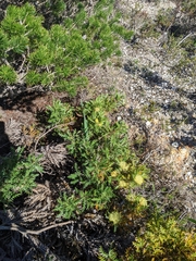 Banksia armata armata