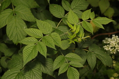 Rubus cockburnianus