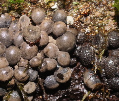 Xylaria tuberiformis