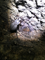 Leptocarabus