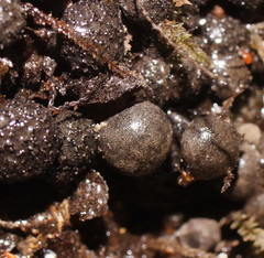 Xylaria tuberiformis