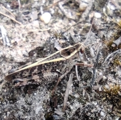 Calliptamus italicus