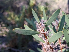 Hakea incrassata
