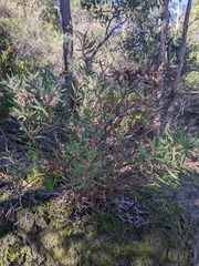 Hakea incrassata
