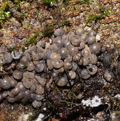 Xylaria tuberiformis