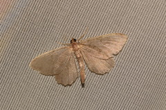 Philereme vetulata