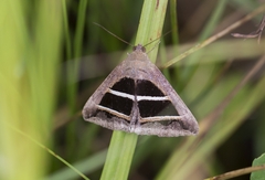 Grammodes bifasciata