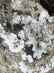 Solenopsora candicans