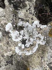 Solenopsora candicans