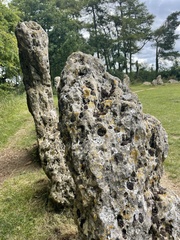 Solenopsora candicans