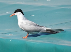 Sterna hirundo