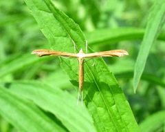 Stenoptilia pterodactyla
