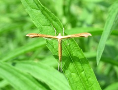 Stenoptilia pterodactyla