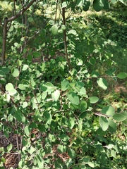 Cotoneaster racemiflorus