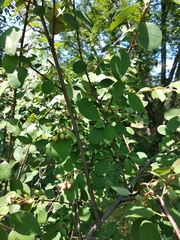 Cotoneaster racemiflorus