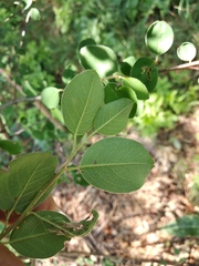Cotoneaster racemiflorus
