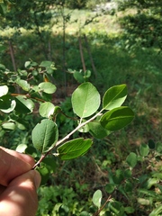 Cotoneaster racemiflorus