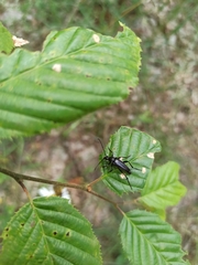 Pedostrangalia pubescens