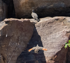 Petrophassa rufipennis