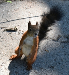 Sciurus vulgaris