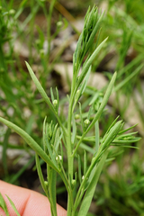 Thesium linophyllon