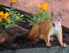 Sciurus vulgaris