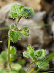 Veronica triloba