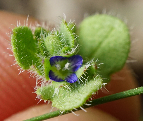 Image of Veronica triloba by (c) Patrick Hacker, some rights reserved (CC BY)