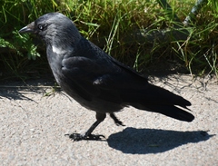 Corvus monedula