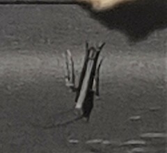 Epicephala australis