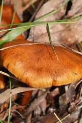 Cortinarius abnormis