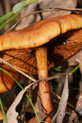 Cortinarius abnormis
