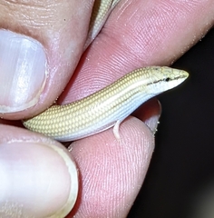 Chalcides sepsoides