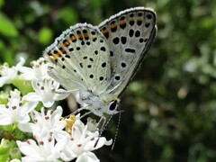 Lycaena tityrus