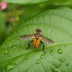 Mesembrius bengalensis