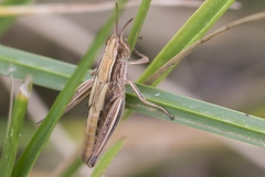 Euchorthippus elegantulus