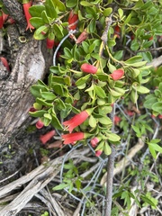 Correa pulchella