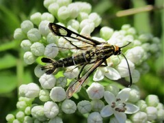 Pyropteron triannuliformis