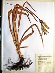 Hemerocallis middendorffii