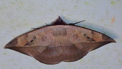 Hypopyra lactipex