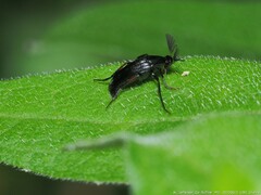 Macrosiagon linearis