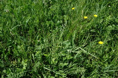 Centaurea scabiosa adpressa